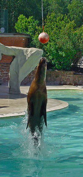 Les animaux aquatiques