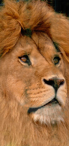 De grote Roofdieren du monde-sauvage-safari-parc