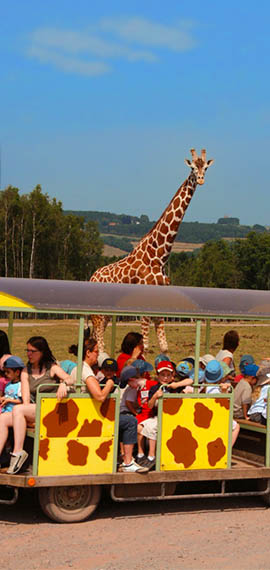 safari africain du monde-sauvage-safari-parc