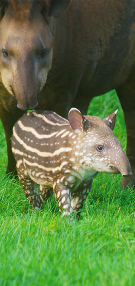 safari Sud Américain du monde sauvage