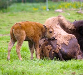 monde-sauvage-safari-parc