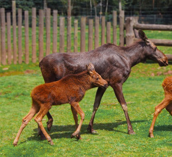 monde-sauvage-safari-parc