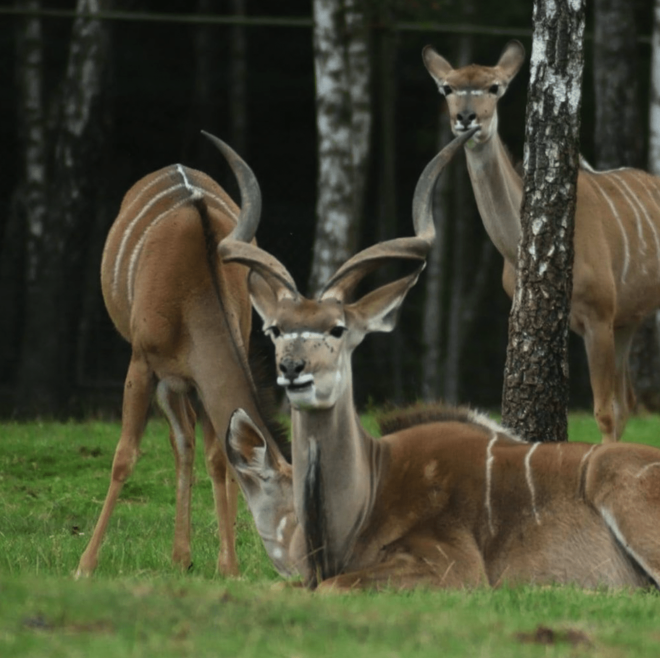 monde-sauvage-safari-parc