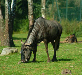 monde-sauvage-safari-parc