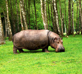 monde-sauvage-safari-parc