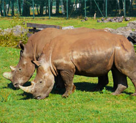 monde-sauvage-safari-parc