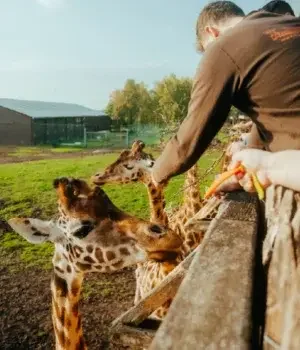 Expérience Soigneur