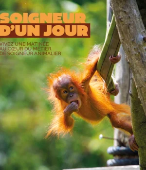 Activité Soigneur d'1 jour