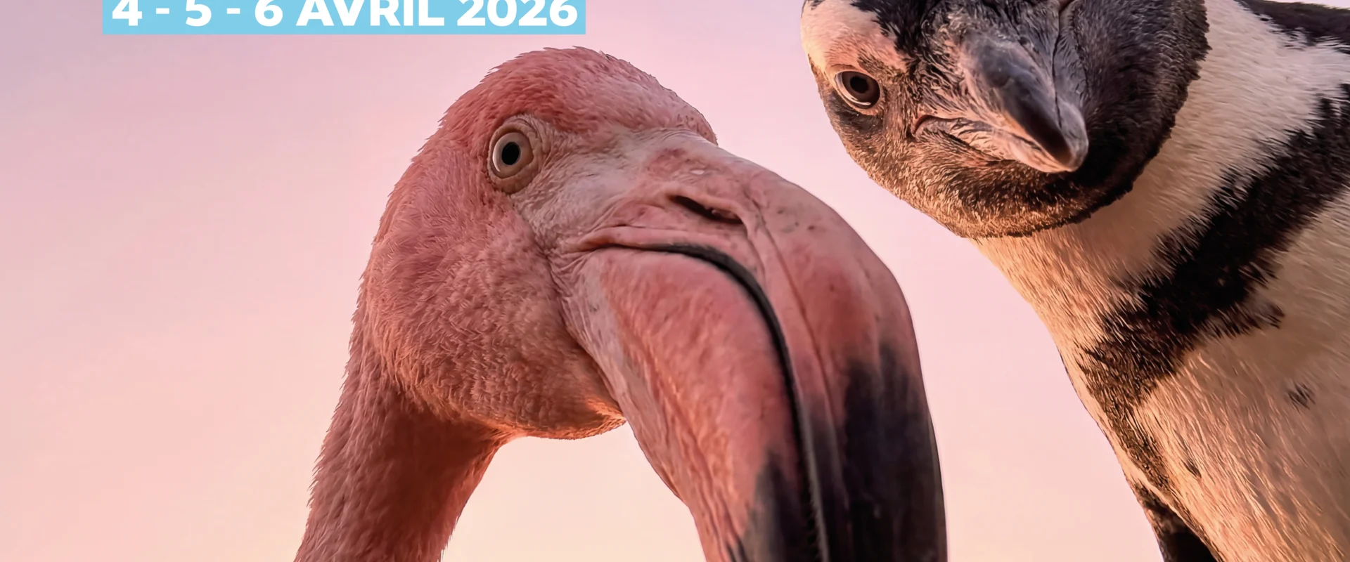 Pâques Sauvage : Cette année, ce ne sont pas les cloches qui sont passées…