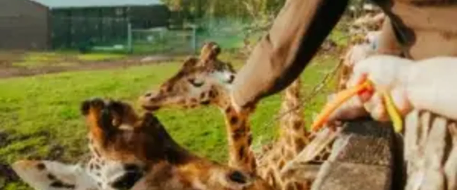 Expérience Soigneur (1h)