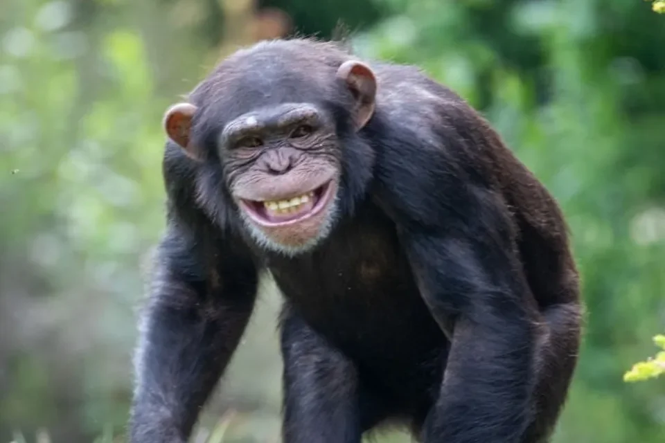 Chimpanzés