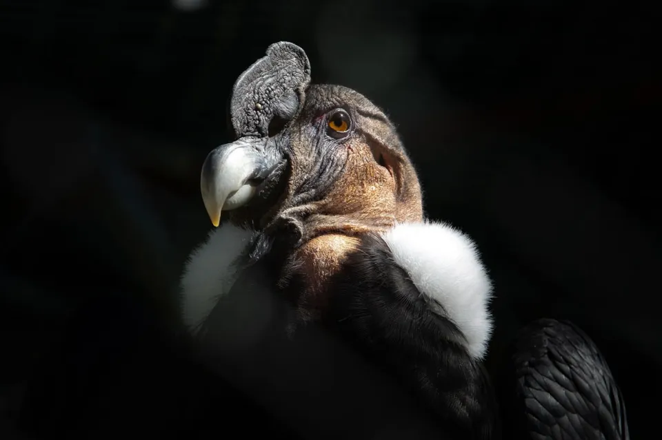 Condor des Andes