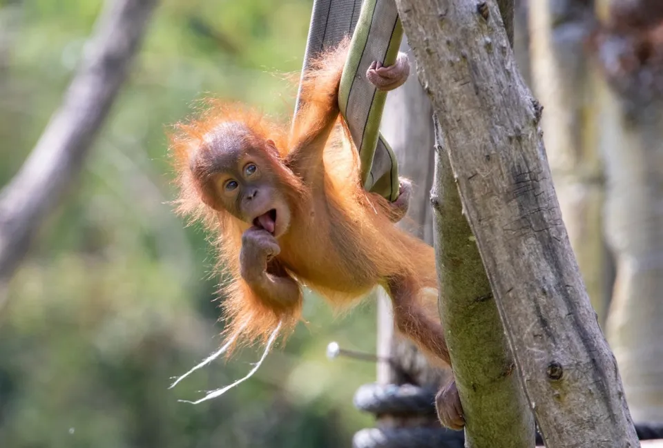 Grand-singe