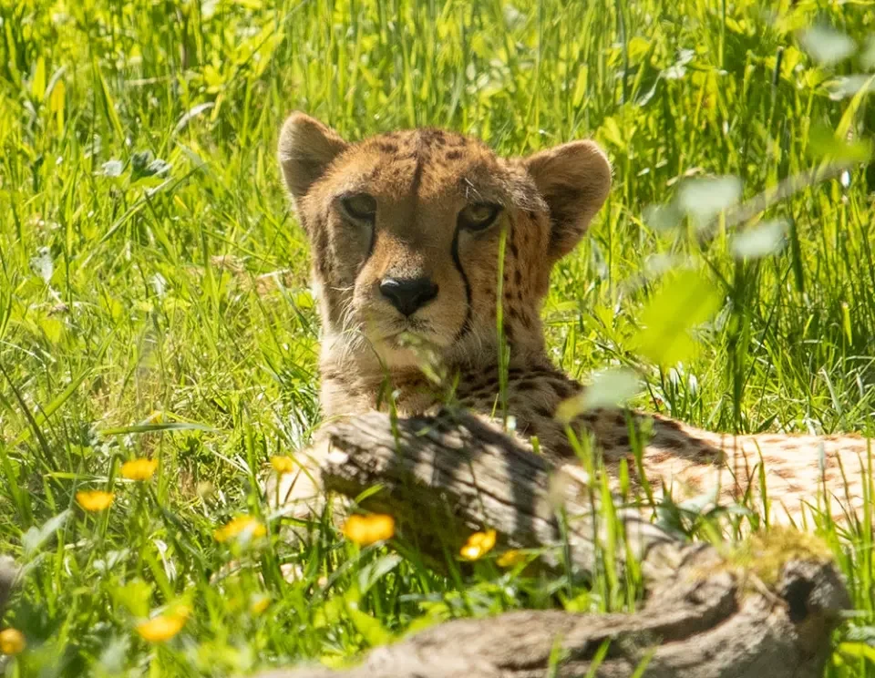 Guépard