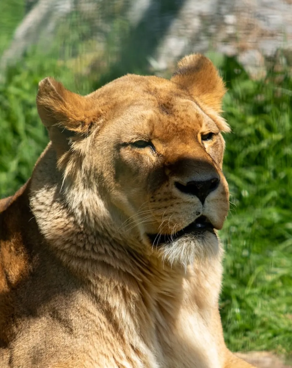 Lionne