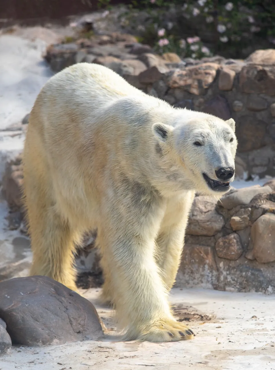 Ours blanc