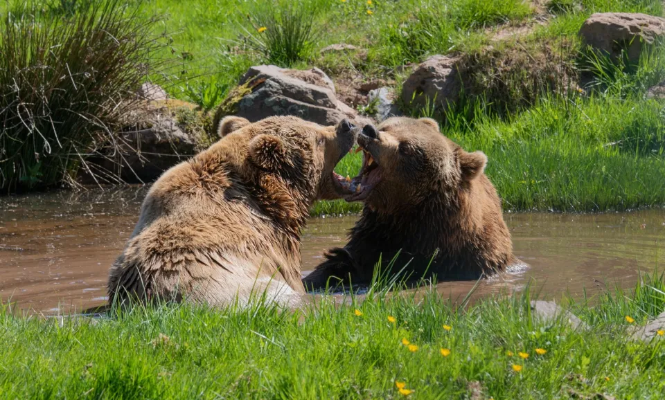 Ours brun