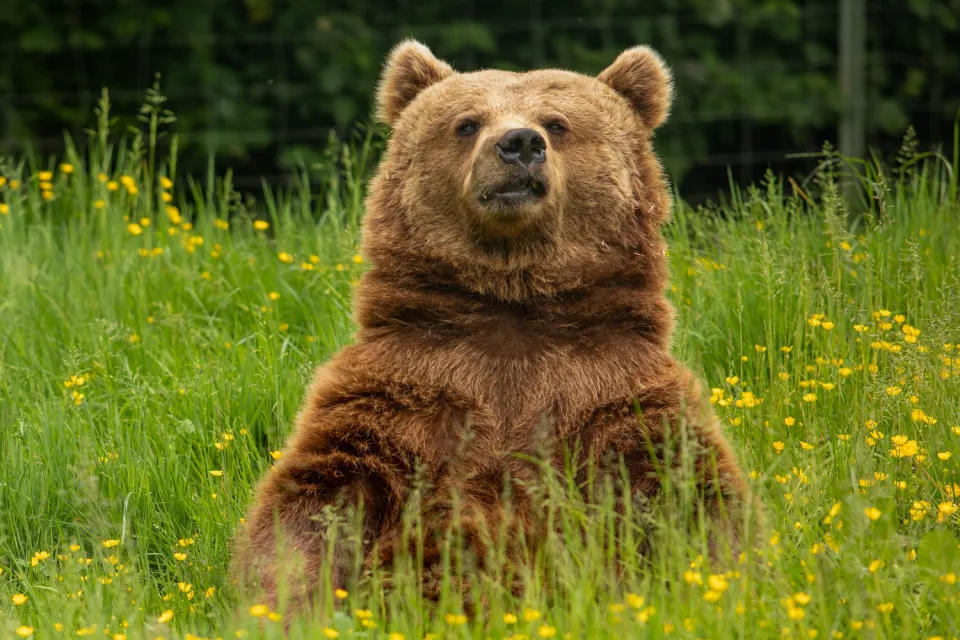 Ours