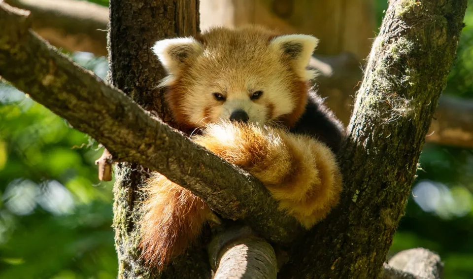 Panda roux