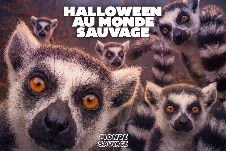 HALLOWEEN AU MONDE SAUVAGE