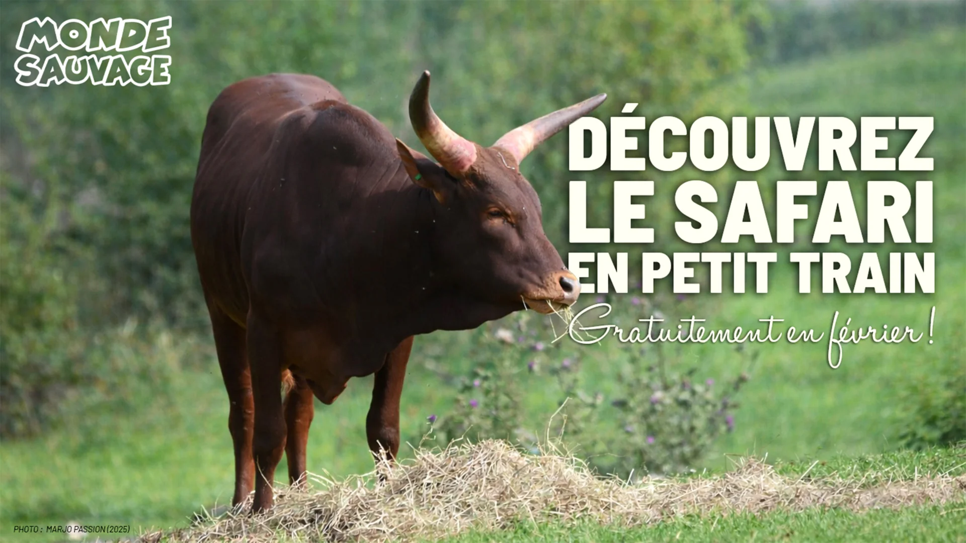 En février, on vous offre votre tour du safari en petit train !