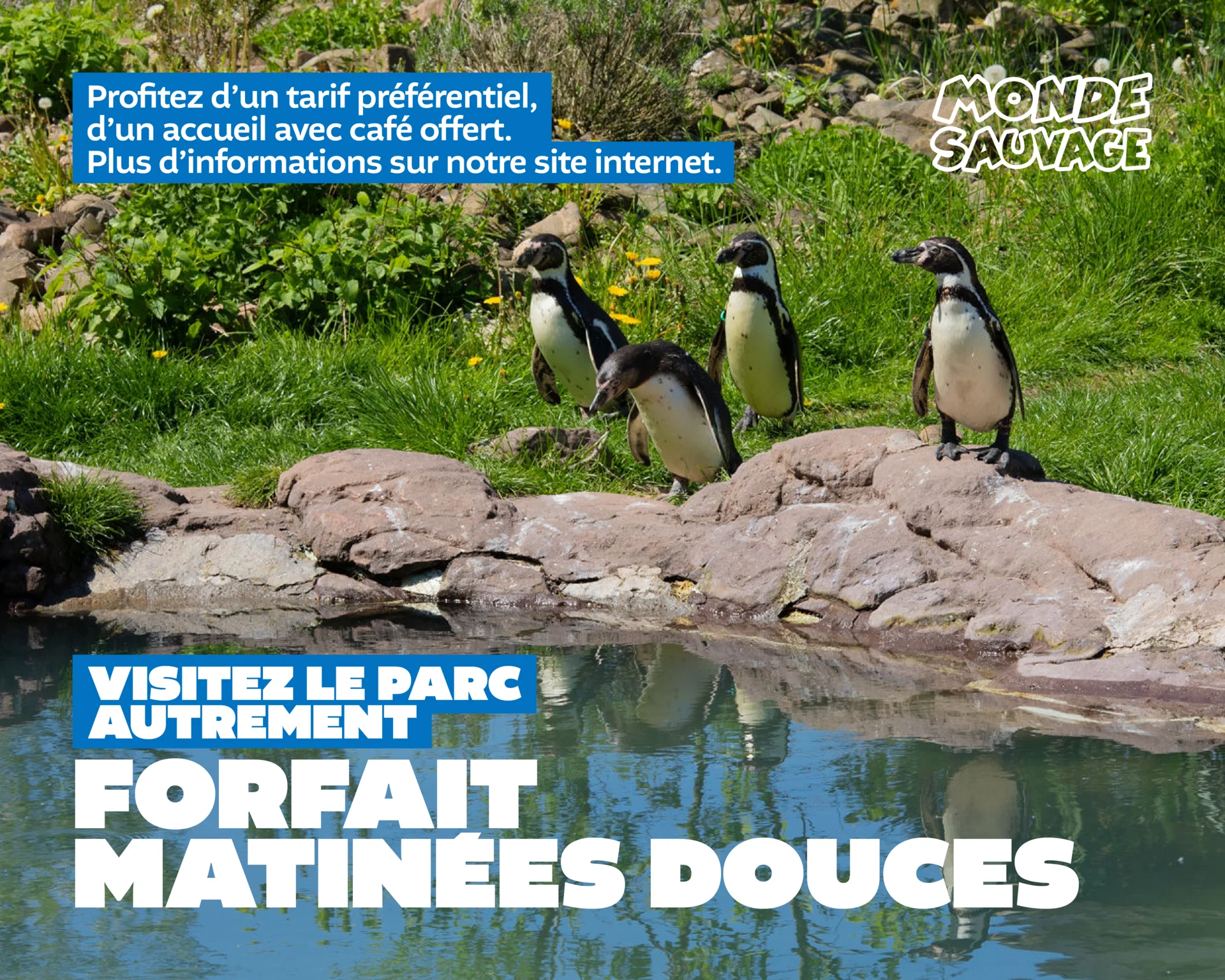 Une Matinée Douce au Monde Sauvage !