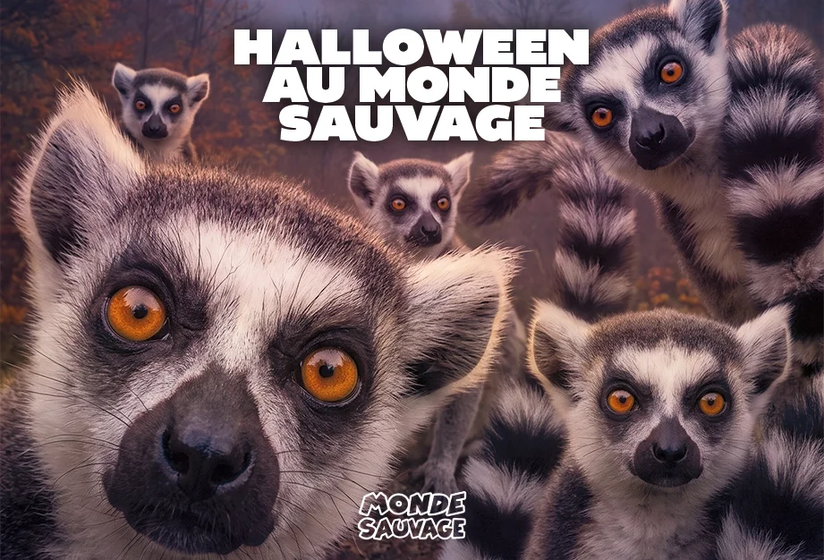 HALLOWEEN AU MONDE SAUVAGE
