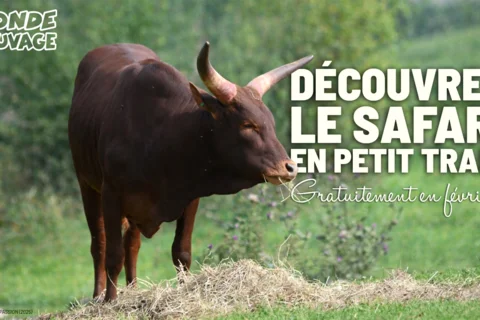 En février, on vous offre votre tour du safari en petit train !