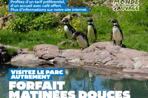 Une Matinée Douce au Monde Sauvage !
