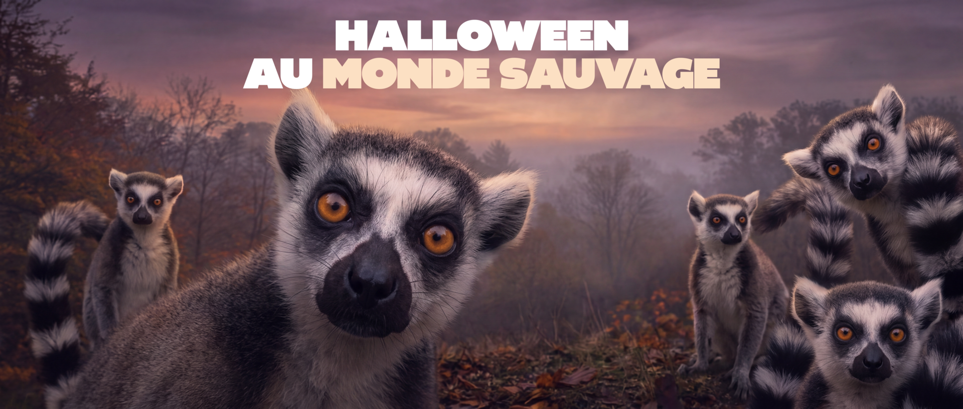 HALLOWEEN AU MONDE SAUVAGE